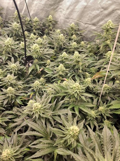 RS11 Clone Stecklinge Automatic Watering. Week 9