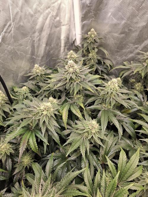 RS11 Clone Stecklinge Automatic Watering. Week 10