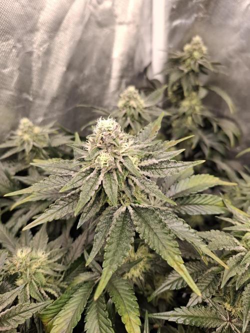 RS11 Clone Stecklinge Automatic Watering. Week 10