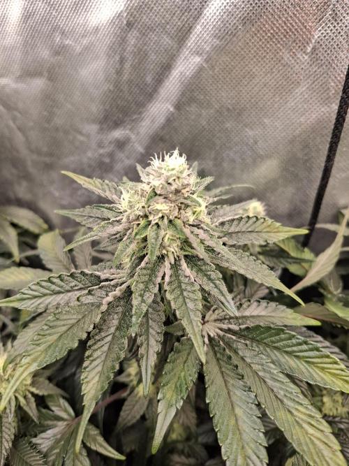 RS11 Clone Stecklinge Automatic Watering. Week 10