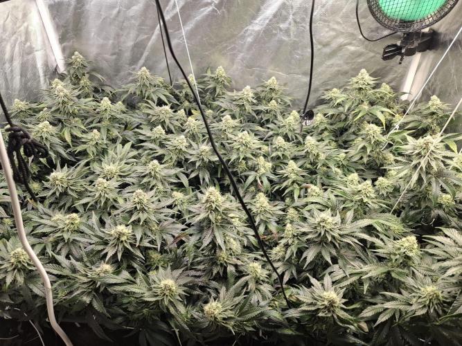 RS11 Clone Stecklinge Automatic Watering. Week 10