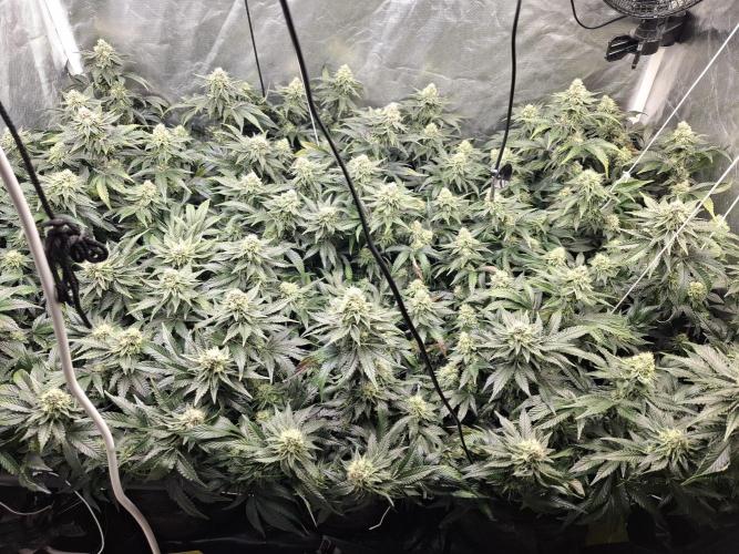 RS11 Clone Stecklinge Automatic Watering. Week 10