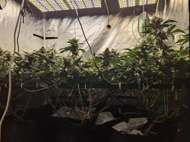 RS11 Clone Stecklinge Automatic Watering. Week 10