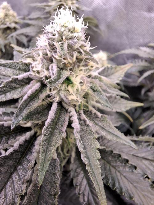 RS11 Clone Stecklinge Automatic Watering. Week 10