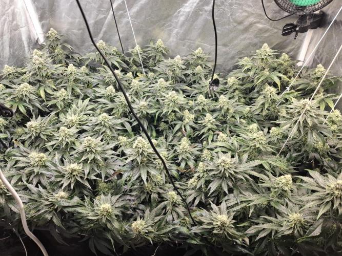 RS11 Clone Stecklinge Automatic Watering. Week 10