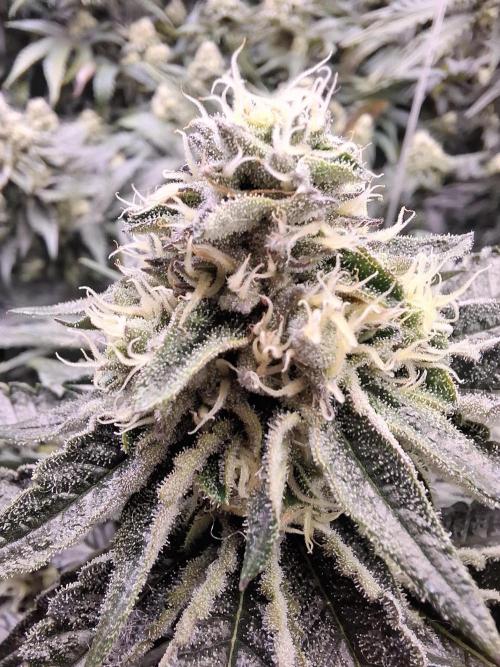 RS11 Clone Stecklinge Automatic Watering. Week 10