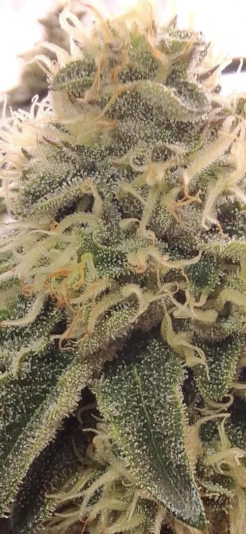 RS11 Clone Stecklinge Automatic Watering. Week 9