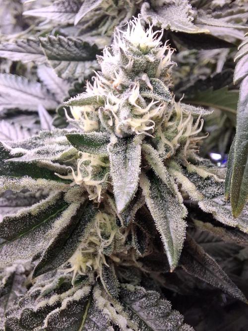 RS11 Clone Stecklinge Automatic Watering. Week 9