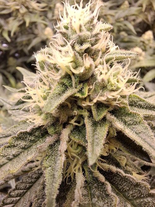 RS11 Clone Stecklinge Automatic Watering. Week 9