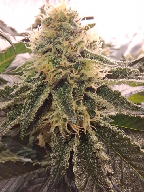 RS11 Clone Stecklinge Automatic Watering. Week 9