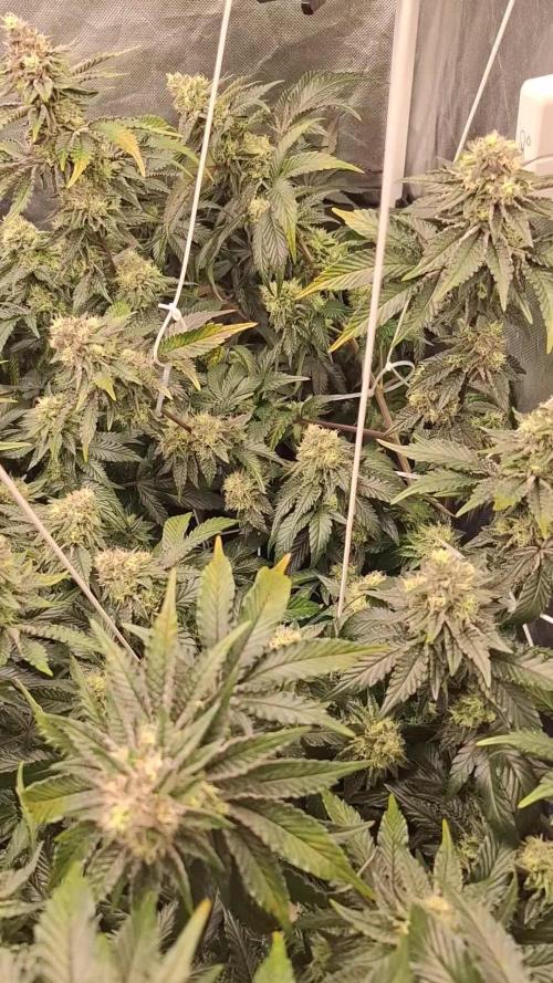 RS11 Clone Stecklinge Automatic Watering