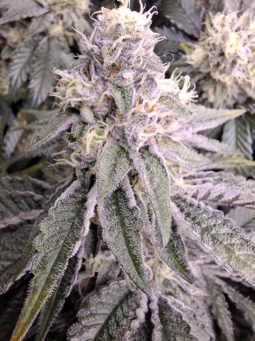 RS11 Clone Stecklinge Automatic Watering. Week 11 - Day42