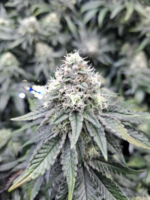 RS11 Clone Stecklinge Automatic Watering. Week 11