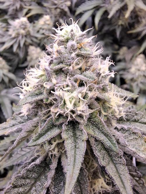 RS11 Clone Stecklinge Automatic Watering. Week 11