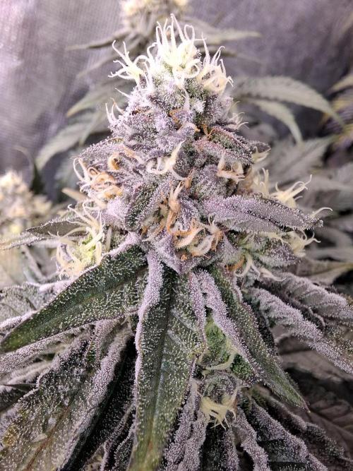 RS11 Clone Stecklinge Automatic Watering. Week 11