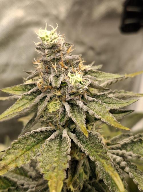 RS11 Clone Stecklinge Automatic Watering. Week 11