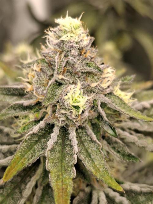 RS11 Clone Stecklinge Automatic Watering. Week 11