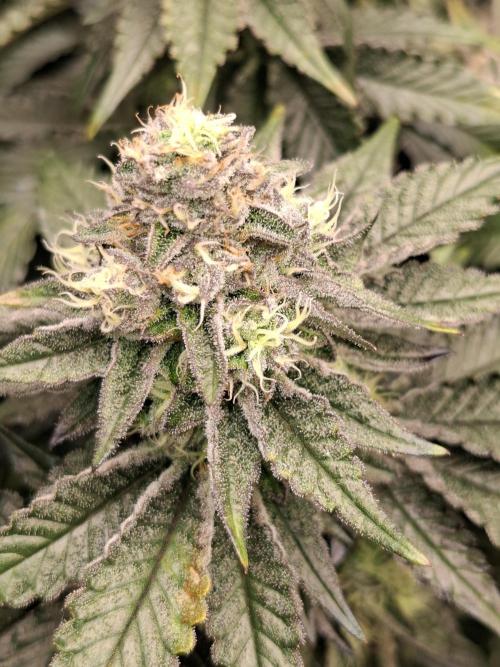 RS11 Clone Stecklinge Automatic Watering. Week 11