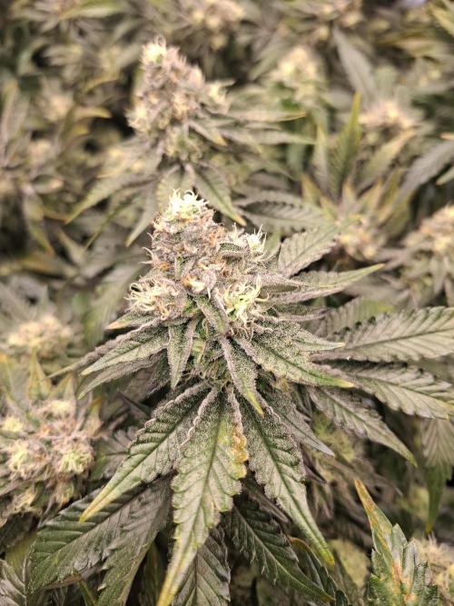 RS11 Clone Stecklinge Automatic Watering. Week 10