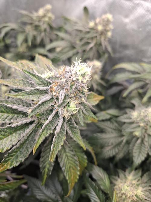 RS11 Clone Stecklinge Automatic Watering. Week 10