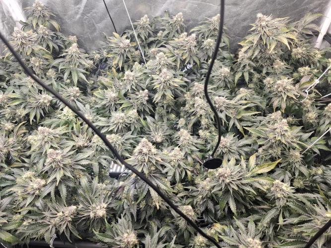 RS11 Clone Stecklinge Automatic Watering. Week 10