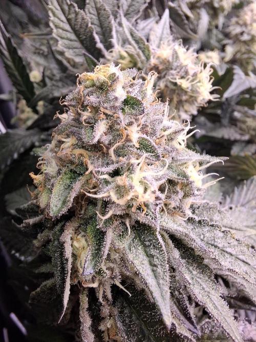 RS11 Clone Stecklinge Automatic Watering. Week 11