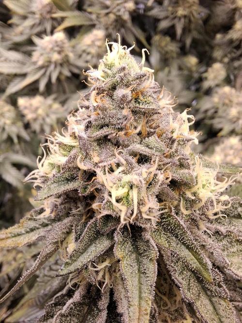 RS11 Clone Stecklinge Automatic Watering. Week 11