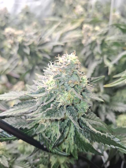 RS11 Clone Stecklinge Automatic Watering. Week 11