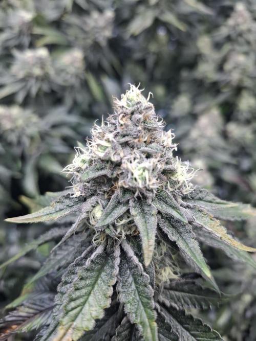 RS11 Clone Stecklinge Automatic Watering. Week 11