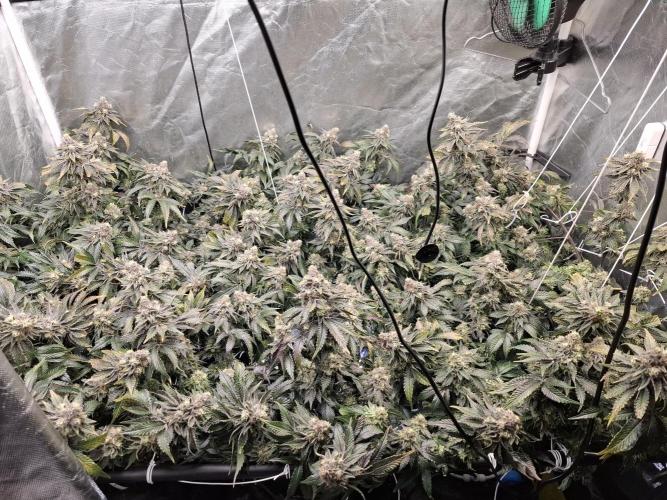 RS11 Clone Stecklinge Automatic Watering. Week 12