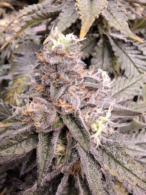 RS11 Clone Stecklinge Automatic Watering. Week 12