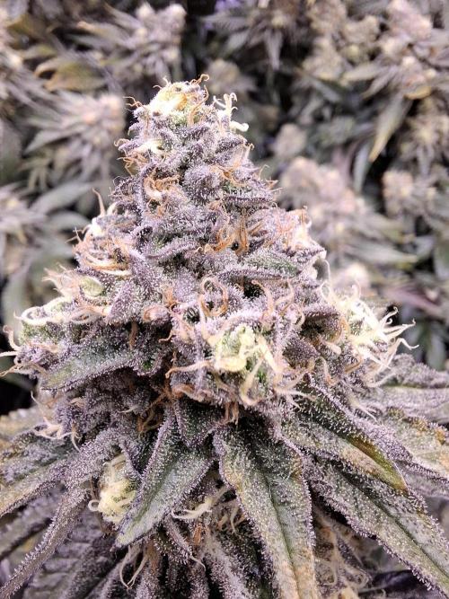 RS11 Clone Stecklinge Automatic Watering. Week 12