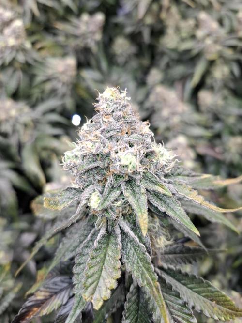 RS11 Clone Stecklinge Automatic Watering. Week 12