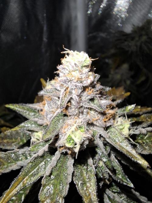 RS11 Clone Stecklinge Automatic Watering. Week 12