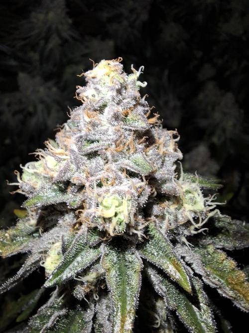 RS11 Clone Stecklinge Automatic Watering. Week 12