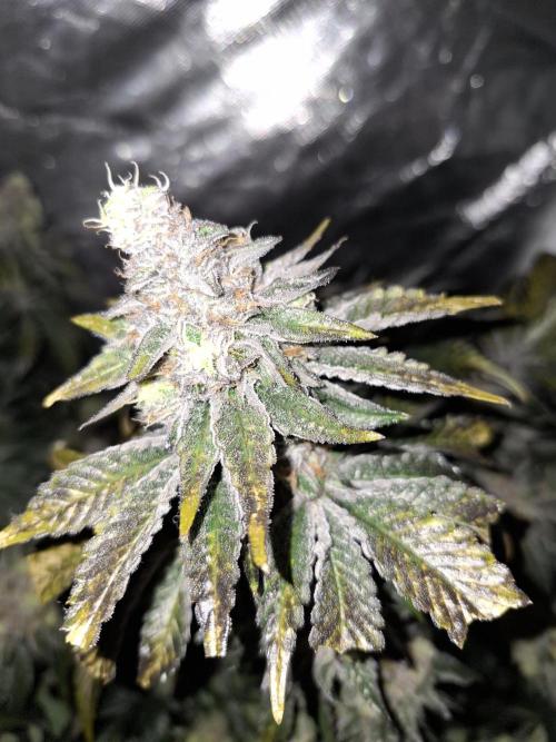 RS11 Clone Stecklinge Automatic Watering. Week 12