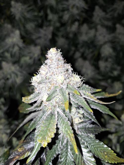 RS11 Clone Stecklinge Automatic Watering. Week 12