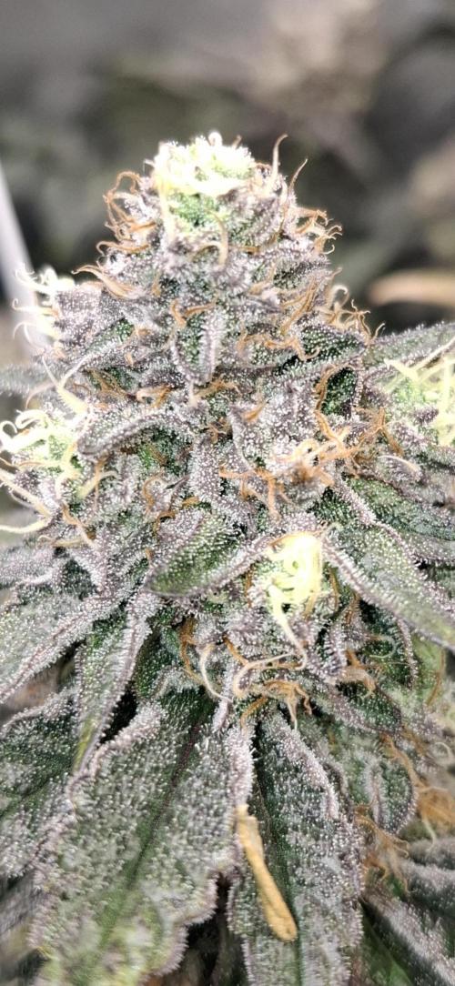 RS11 Clone Stecklinge Automatic Watering. Week 12