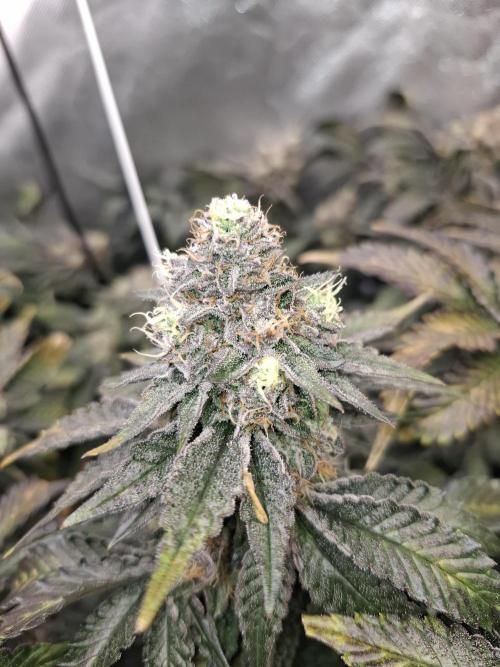 RS11 Clone Stecklinge Automatic Watering. Week 12