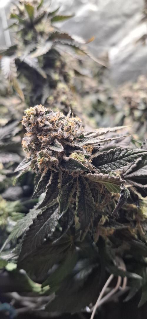 RS11 Clone Stecklinge Automatic Watering. Week 13