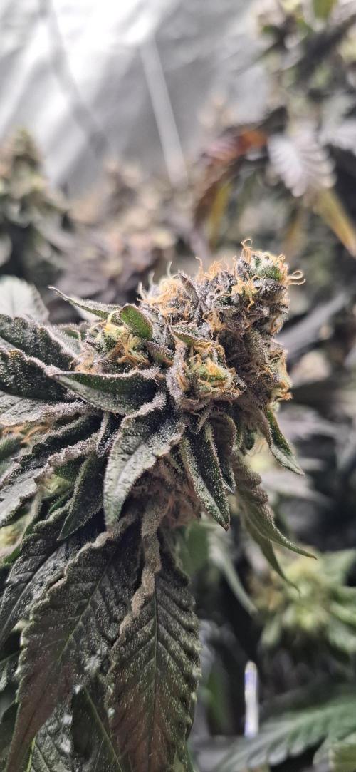 RS11 Clone Stecklinge Automatic Watering. Week 13