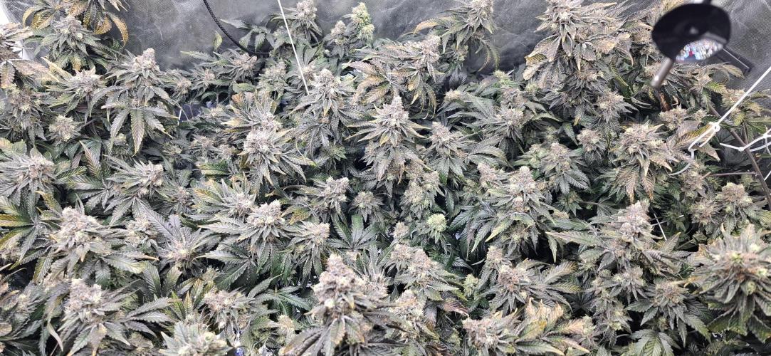 RS11 Clone Stecklinge Automatic Watering. Week 13