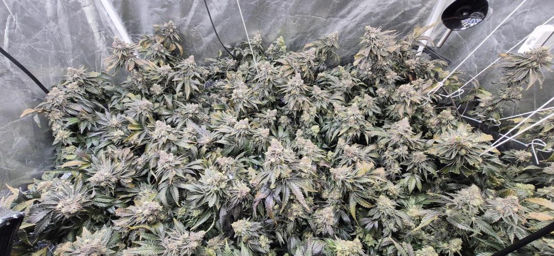 RS11 Clone Stecklinge Automatic Watering. Week 13