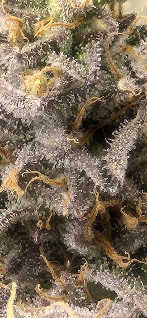 RS11 Clone Stecklinge Automatic Watering. Week 13