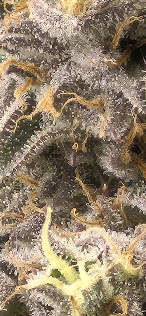 RS11 Clone Stecklinge Automatic Watering. Week 13