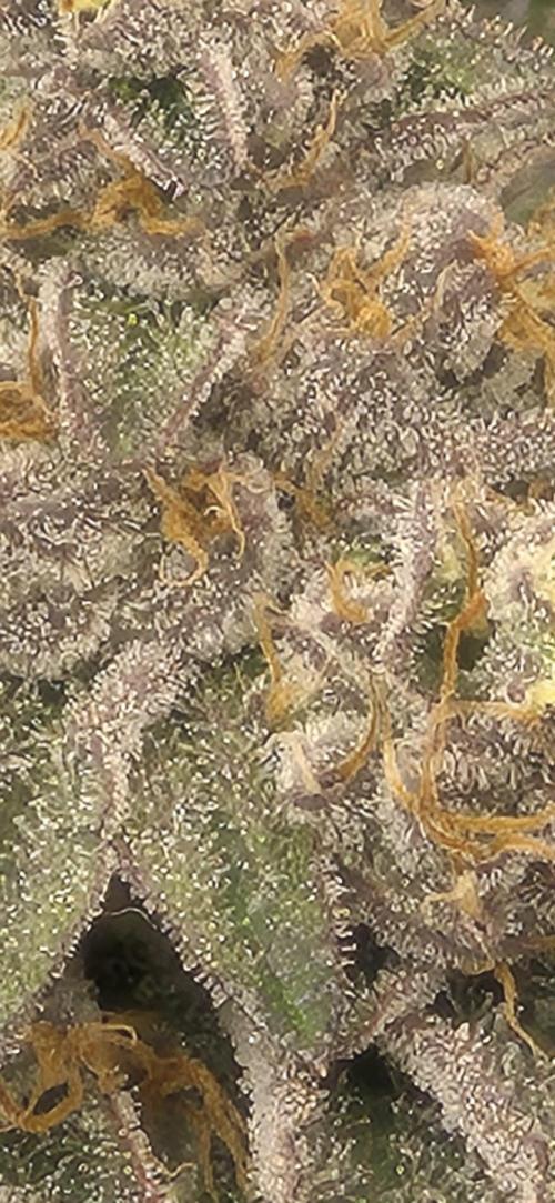 RS11 Clone Stecklinge Automatic Watering. Week 13