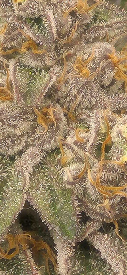 RS11 Clone Stecklinge Automatic Watering. Week 13