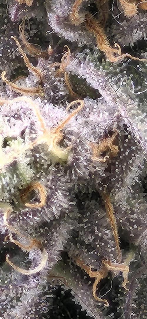 RS11 Clone Stecklinge Automatic Watering. Week 13