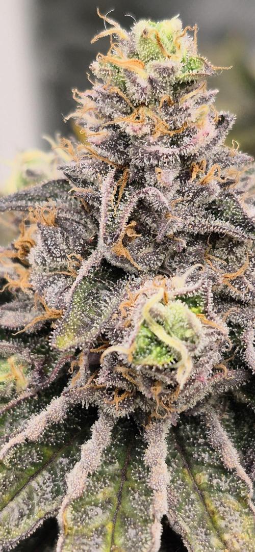 RS11 Clone Stecklinge Automatic Watering. Week 13