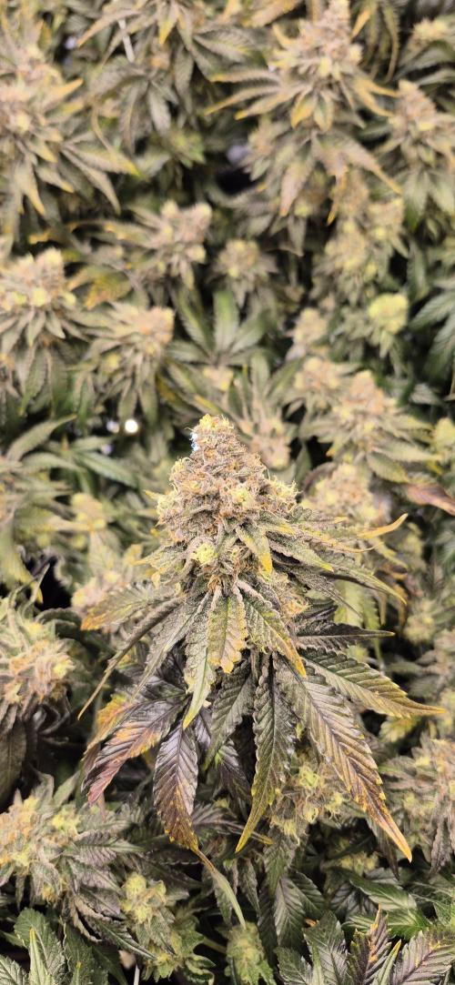 RS11 Clone Stecklinge Automatic Watering. Week 13